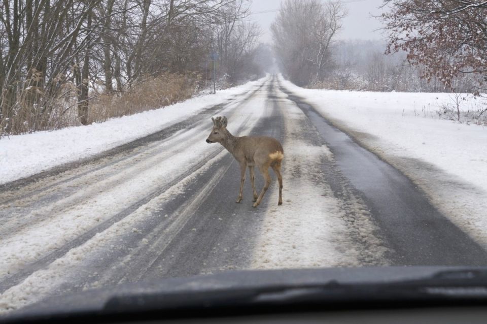 Осторожно! На дорогах дикие животные!