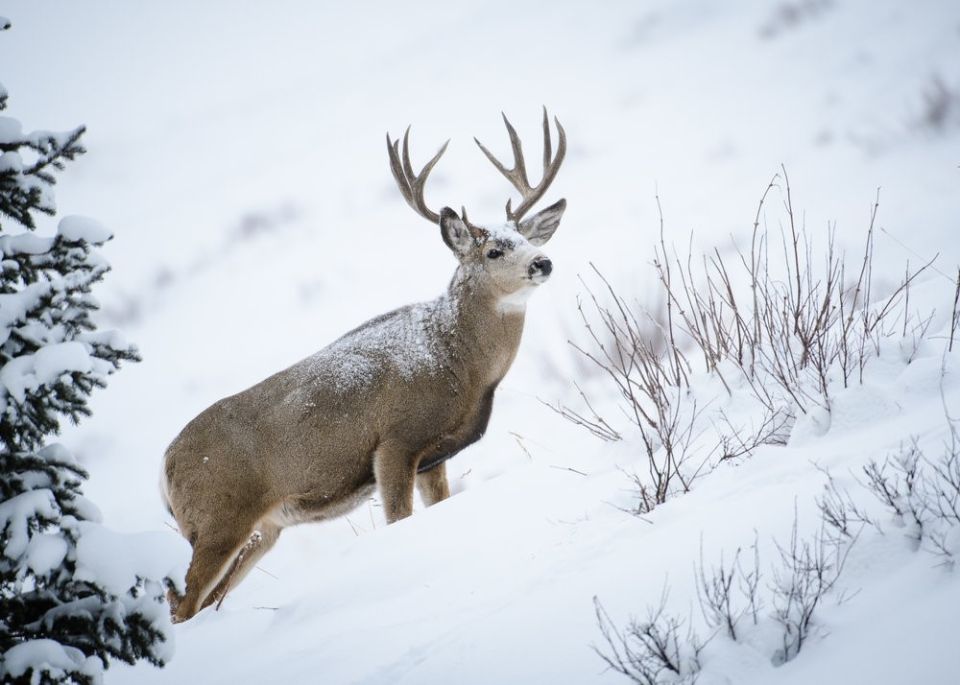 В Беларуси 31 января заканчивается охота на благородного оленя