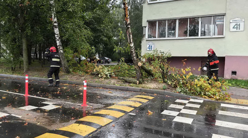 В Могилевской области сильными порывами ветра повалило 16 деревьев