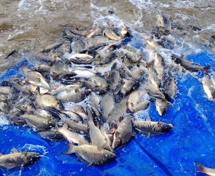 ОАО ПМК-82 «Водстрой» запускают молодую рыбу в озеро возле деревни Вольница