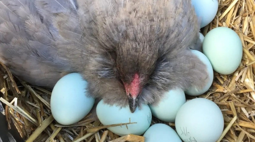 Белорусская птицефабрика хочет производить голубые яйца
