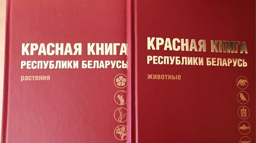 Места произрастания краснокнижных видов в Белыничском районе переданы под охрану лесхозу