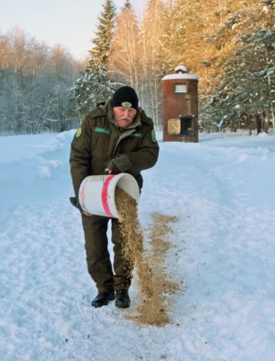 Как егеря Белыничского лесхоза помогают диким животным
