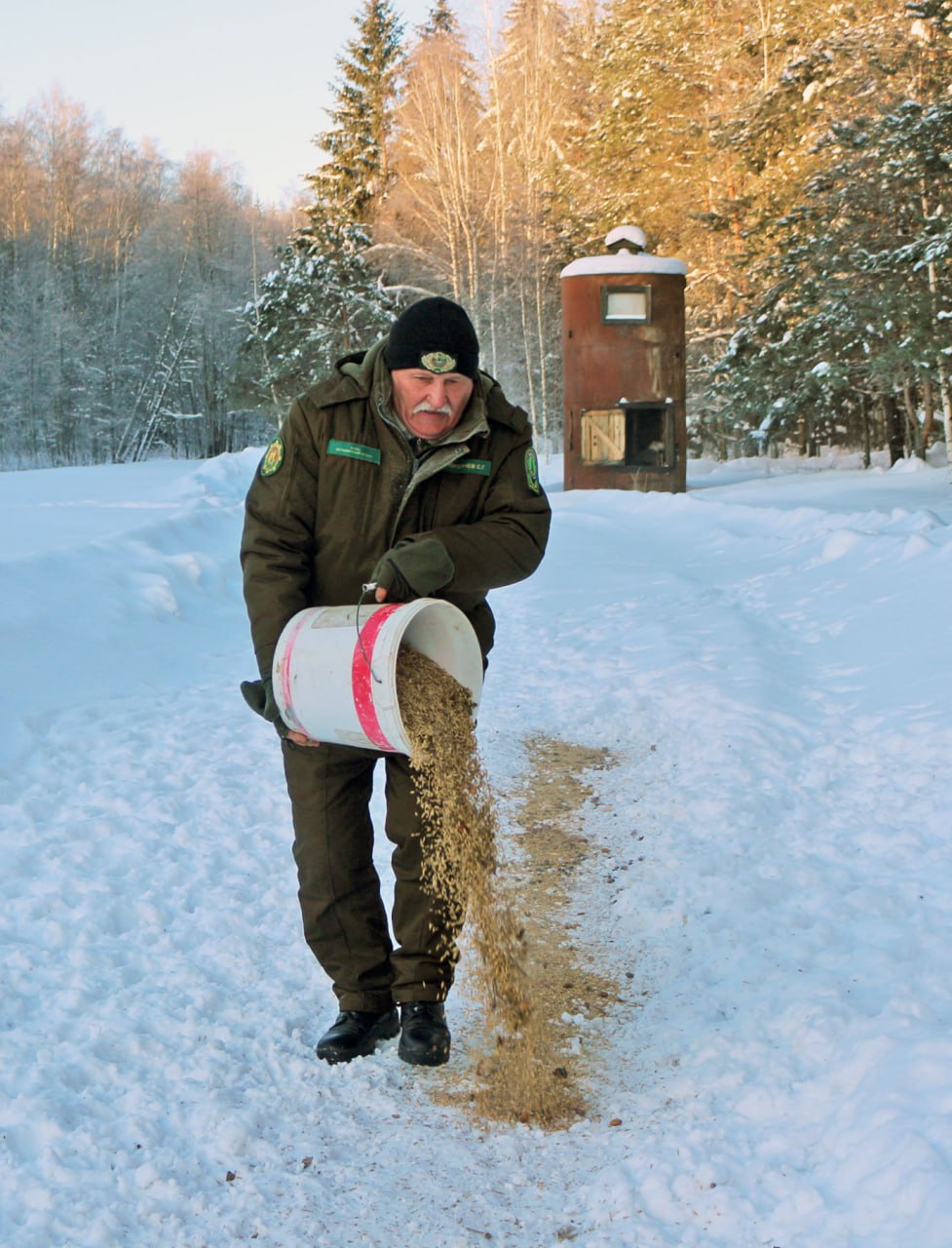Как егеря Белыничского лесхоза помогают диким животным