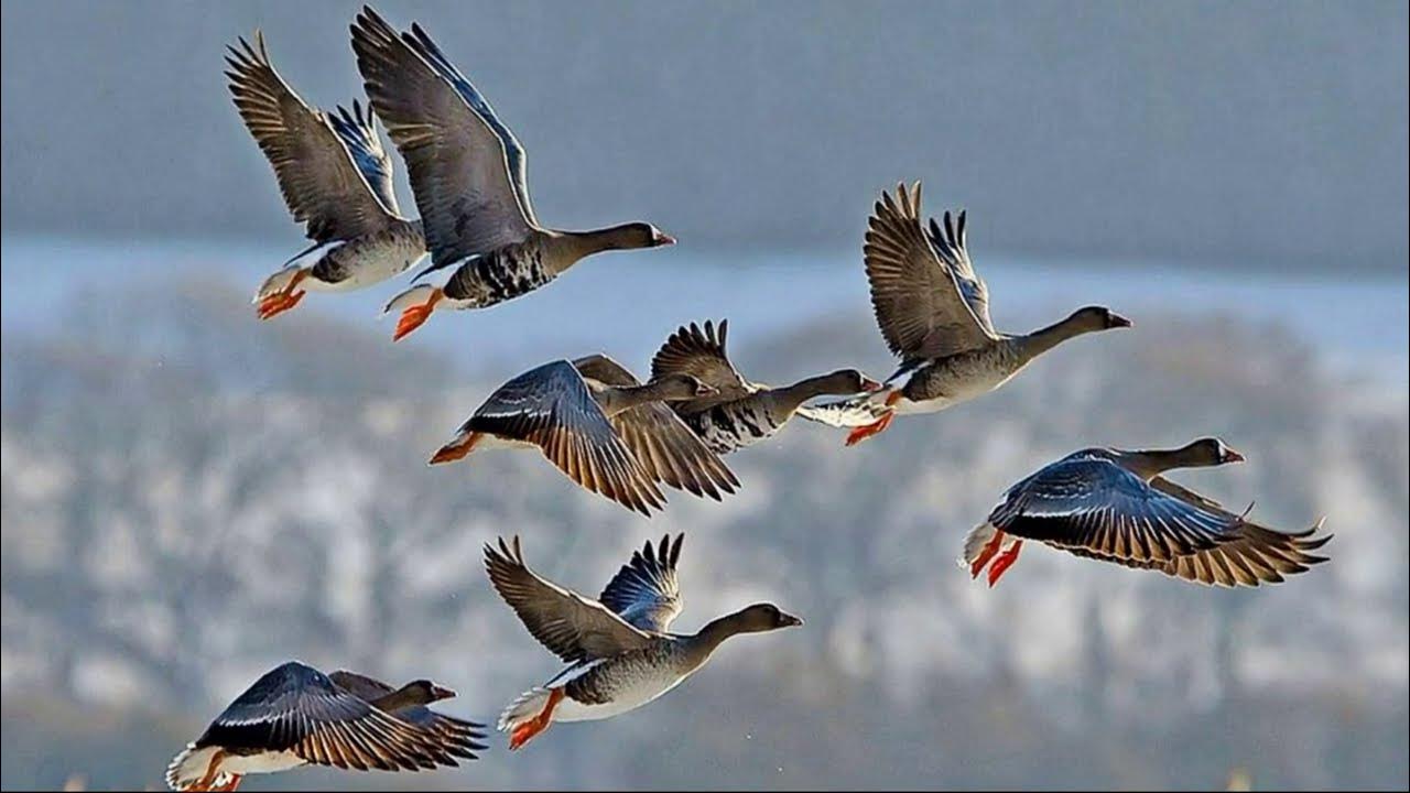 Весенний сезон охоты на гусей и селезней уток открывается в Беларуси 14 марта