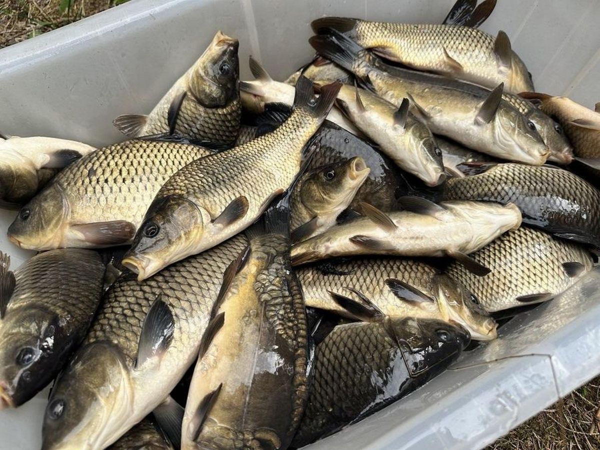В Белыничском районе началось весеннее зарыбление водоемов