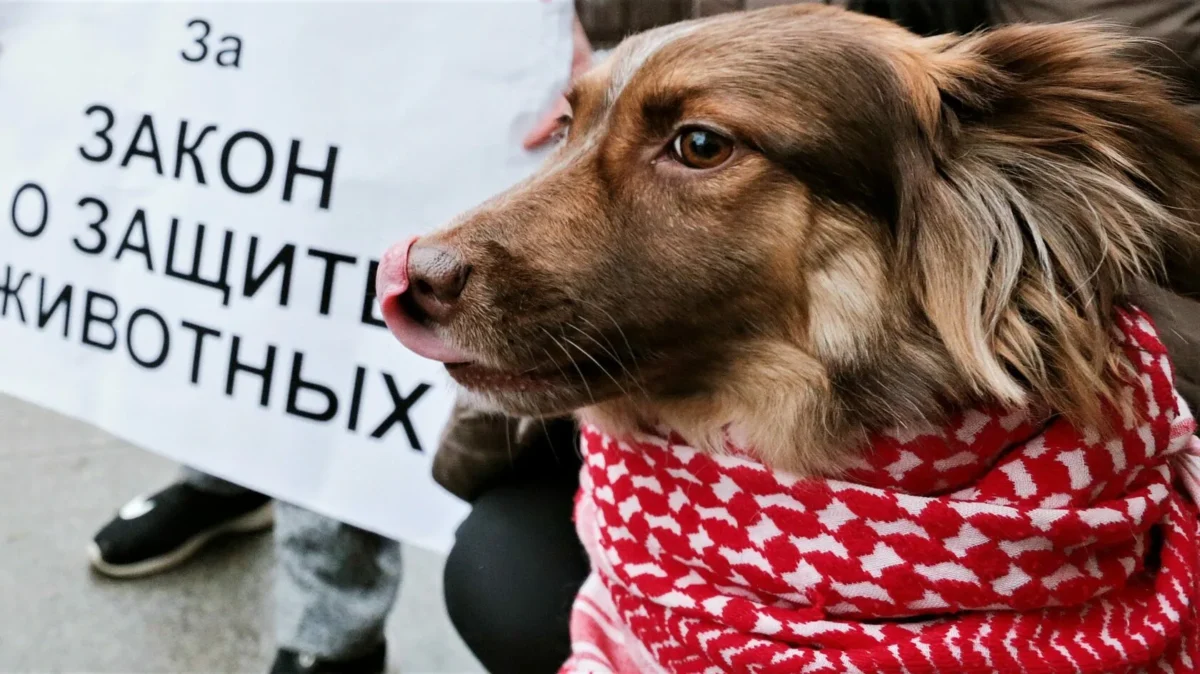 Можно ли теперь похоронить любимых питомцев самостоятельно? Отвечаем на главные вопросы в законе