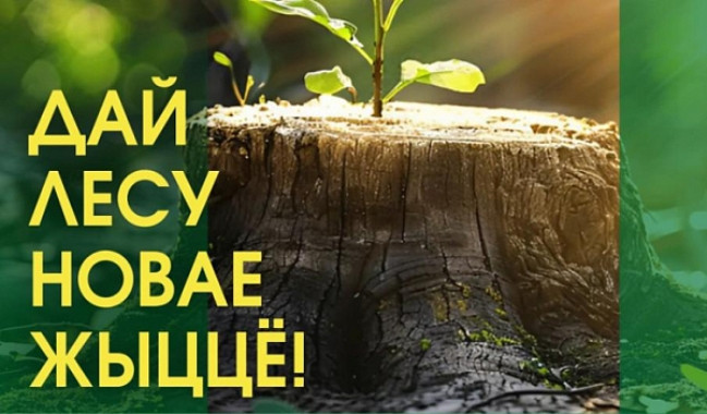 В Белыничском районе пройдёт акция «Дай лесу новае жыццё!»
